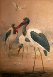 Cigüeña de Pico de Silla (Xenorhynchus senegalensis), 1856-67